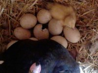 yellow muscovy.jpg