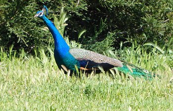 The Stray Peacock