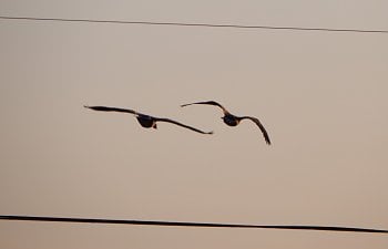 DSCN1596 (Large).JPG