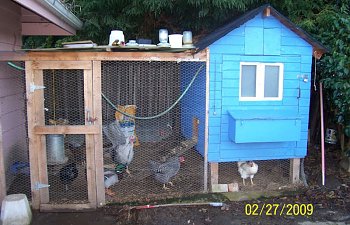 Skys The Limit Chicken Coop