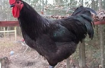 new jersey giant chicken