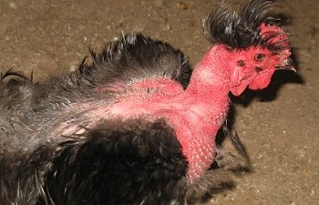 Chickens Loosing Feathers? Managing Your Flock's Molt