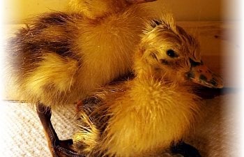 Duckling Care & Brooder Ideas
