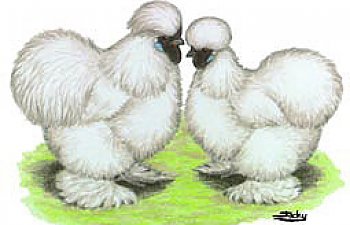 Bantams Silkies Chicken Breed Page