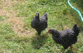 Barred Rocks Chicken Breed