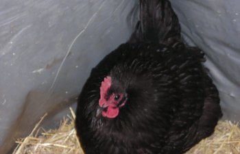 What Affects Egglaying And How To Increase Egg Production