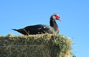 casportpony" Muscovy Ducks on the hay stack