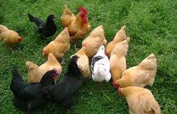 How To Integrate Your Chicken Flock The Easy Way
