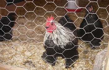 Keeping a Rooster (A Personal Journey)