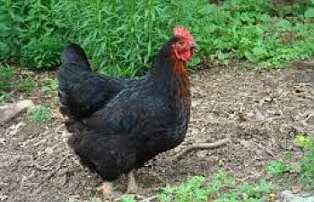 Sex Linked Chickens for Beginners, What they are and how to breed them.