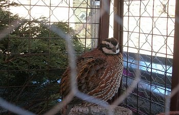 Quail Diseases, Health Issues and Keeping Your Quail Healthy