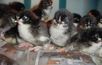 Black Copper Marans French Chicks Pictures
