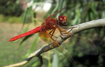 Dragonfly Pictures