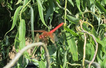 IMG_4335 (Large).JPG