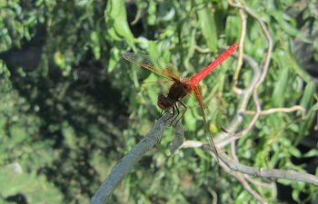 IMG_4343 (Large).JPG