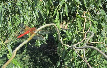 IMG_4351 (Large).JPG