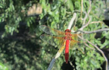 IMG_4355 (Large).JPG