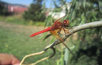 IMG_4360 (Large).JPG