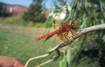 IMG_4361 (Large).JPG