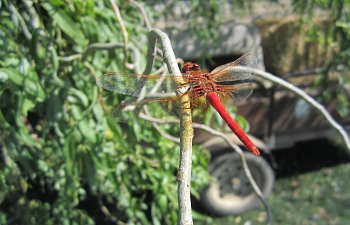 IMG_4363 (Large).JPG