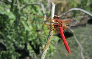 IMG_4367 (Large).JPG