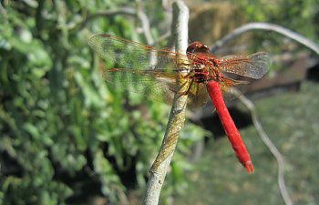 IMG_4368 (Large).JPG