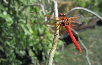IMG_4369 (Large).JPG