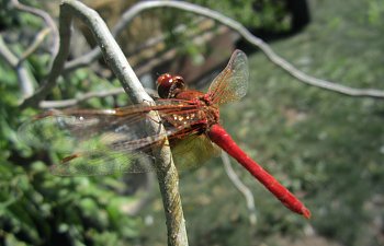 IMG_4373 (Large).JPG