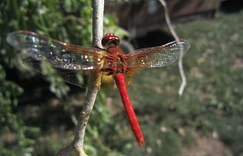 IMG_4375 (Large).JPG