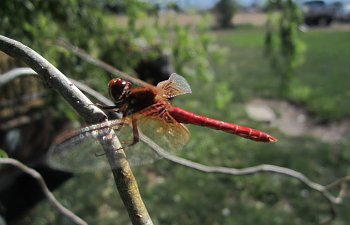 IMG_4376 (Large).JPG