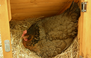 Factors that Influence & Affect Egg Laying