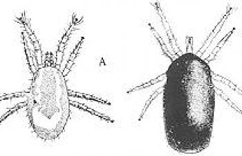 Mites - Chicken Pests - How To Protect Your Chickens From Mites