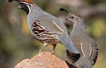 Gambels_Quail_Glamor_Ned_Harris.jpg