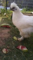 white bird may 31 2017.jpg white bird may 31 2017.jpg