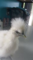 20170524_154131.jpg
