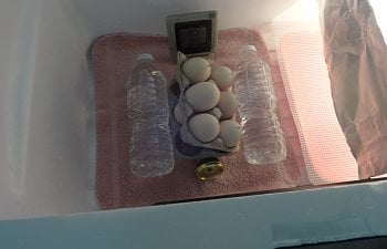 How to: Build a Homemade Incubator (Griffin Nest)