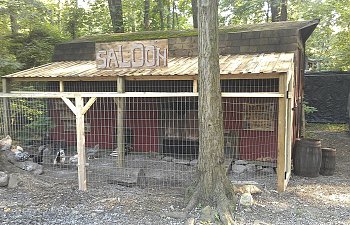 Saloon Coop with Pallet Porch Roof