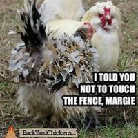 chicken3.jpg