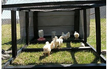 Chicken Tractor 1