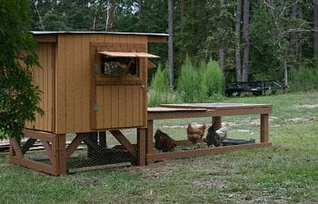 Our New Coop And The Girls