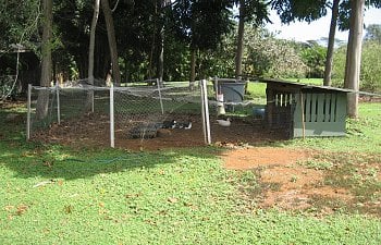 1 Day Duck Coop From Recycled Materials