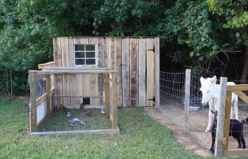 Eggs Are Goods Chicken Coop