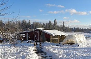 Barn Shed Coop