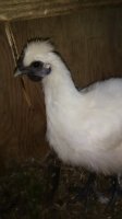IMG_20170510_143527.jpg