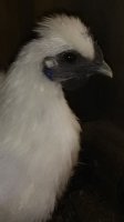 IMG_20170510_144010.jpg