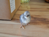 upload_2017-6-2_17-54-17.png