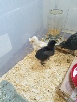 20170602_104350.jpg