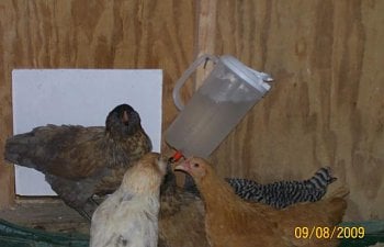 Trishs Waterer Made From An Ordinary Milk Jug