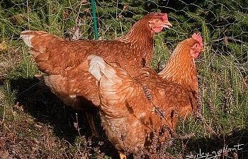 Booswalias Chicken Coop