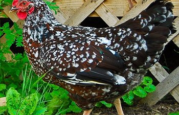 chickens-4.jpg